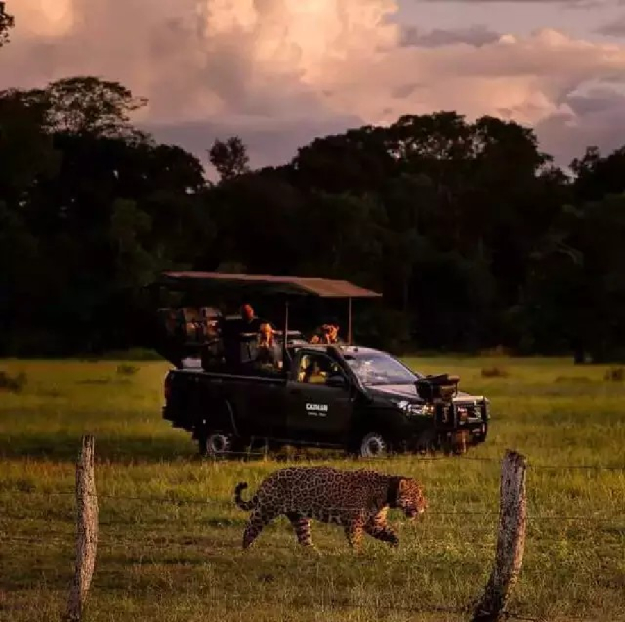 Brasil divulga safári no Pantanal a turistas estrangeiros... veja mais em https://www.campograndenews.com.br/meio-ambiente/brasil-divulga-safari-no-pantanal-a-turistas-estrangeiros